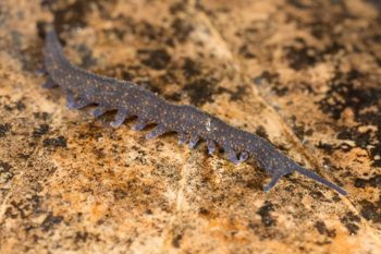 Media type: image;   Invertebrate Zoology 144608